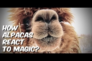 How Alpacas React To Magic (Video) (Gender: )